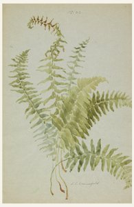 绘画，蕨类植物研究，20世纪初